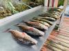 Crystal_River_Deep_Sea_Fishing_Charters_Flats_Inshore_Offshore_Deep_Sea_Fishing_Reports_Florida.jpg