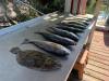 Crystal_River_Fishing_Charters_March_2020.jpg