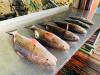 Crystal_River_Fishing_Charters_Reports_Florida_Redfish_Homosassa_Yankeetown_Cedar_Key.jpg