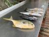 Crystal_River_Fishing_Report_Florida_Homosassa_Yankeetown_homosassa_Cedar_Key.jpg