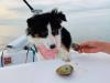 Crystal_River_Fishing_Report_Scallops_Yankeetown_Flroida_Ozello_Cedar_Key_Homosassa_Tampa_Orlando.jp