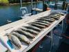 Crystal_River_Florida_Inshore_fishing_report_spotted_sea_trout.jpg