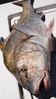 DRUM_119.JPG