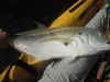 DSCF0374.JPG