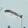 DSCF0500.JPG