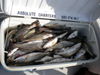 DSCN0287.JPG