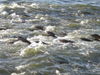 DSCN0440.JPG