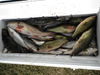 DSCN0556.JPG
