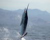 DSC_00861.jpg