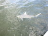 Dean_s_lemon_shark_2.jpg