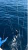December_2024_sailfish.jpg