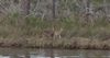 Deer_on_the_Bay.JPG