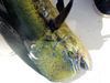 Dolphin_n_Mustad.jpg