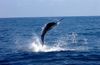 Don_s_Marlin_Ron_Simmons_Group.JPG