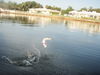 Don_s_Tarpon_on_four_pound_line.jpg