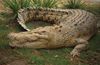 Everglades_croc.jpg