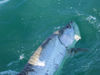 F358D086.jpg
