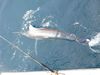 Falgout_Marlin_2.JPG