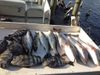 Fish_1.jpeg