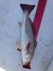 Fish_2.jpeg