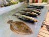 Fishing_Reports_Florida_Offhore_Inshore_Tampa_orlando_cedar_key_homosassa_yankeetown_ozello1.jpg