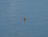 Flamingo_-_Best_Life_584.jpg