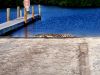 Flamingo_American_Crocodile.jpg