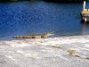 Flamingo_American_Crocodile_2.jpg