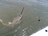 Flamingo_Sawfish.jpg