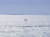 Flamingos_in_Flamingo1.jpg
