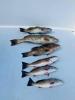 Florida_Fishing_Report_Crystal_River_Cedar_Key_Yankeetown_Homosassa_Ozello.jpg
