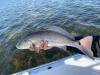 Florida_Fishing_Report_Crystal_River_Cedar_Key_Yankeetown_Homosassa_Ozello_Fishing_Charters.jpg