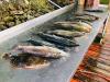 Florida_Fishing_Report_Crystal_River_High_Octane_Fishing_Best_Inshore_Offshore_Fishing_Charters.jpg