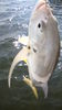 Flounder_004.JPG