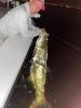 Fly_Fishing_Big_Tarpon_at_Night.JPEG