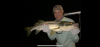Fly_Fishing_Clearwater_Snook.PNG