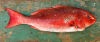 Fort_Lauderdale_snapper.png