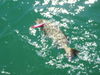 Gag_n_Rapala_4.jpg