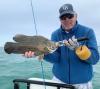 GibbySarasotaflytripletail3.jpg