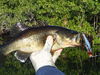 Glades_Bass_2.jpg