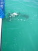 Goliath_no_more_cobia.jpg