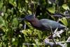Green_Heron_2.jpg
