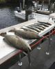 Grouper_Fishing_Charters_Cedar_Key.jpg