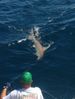 HammerHead_shark3.jpg