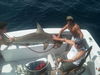 Hammerhead_shark_fishing.jpg