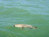 Harveys_50_pound_Goliath_Grouper.jpg