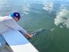 Hillsborough_River_Tarpon1.JPG