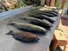 Homosassa_Fishing_Report1.jpg
