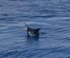 IMG_0016_marlin.jpeg