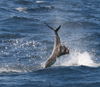 IMG_3298_inverted_sailfish.JPG